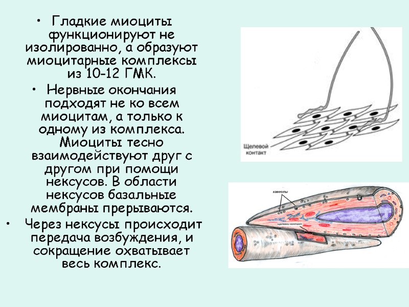 Гладкие миоциты функционируют не изолированно, а образуют миоцитарные комплексы из 10-12 ГМК.  Нервные